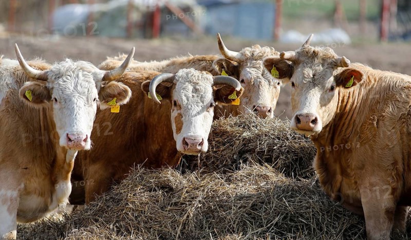 Cattle from the Jahnsfeld organic farm in Brandenburg. The suckler cows graze the surrounding grassland in summer and spend the winter in a playpen with a run out. The fattening pigs also have access to the open air. In addition to rye and wheat, oats and spelt are used as bread and baked cereals on the arable land, Müncheberg, Brandenburg, Germany
