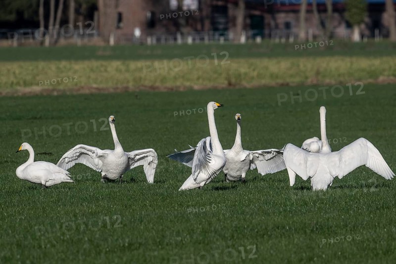 Whooper swans (Cygnus cygnus), Emsland, Lower Saxony, Germany