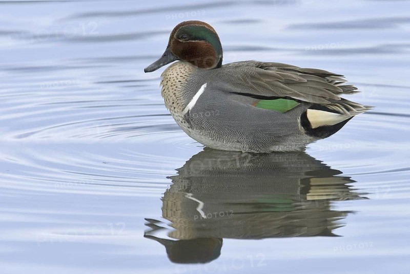 Green-winged Teal (Anas carolinensis) male, California, USA