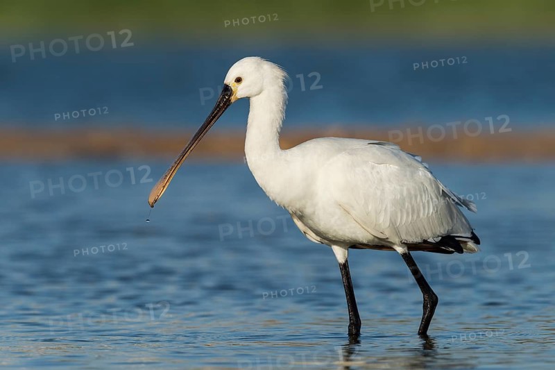 Eurasian Spoonbill (Platalea leucorodia) foraging, Eilat, Israel