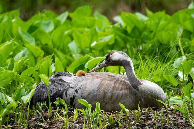 Crane (gurs grus) in nest with chicks, Feldberger Seenlandschaft, Mecklenburg-Vorpommern, Germany