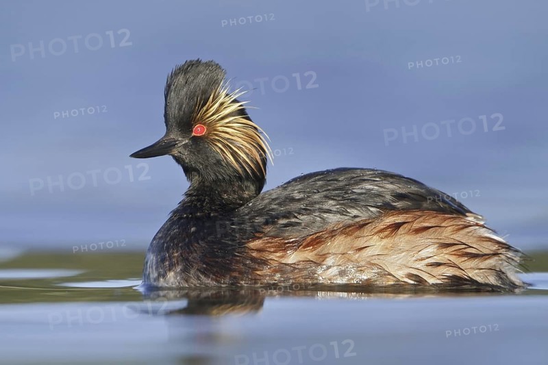 Black-necked Grebe (Podiceps nigricollis), British Columbia, Canada
