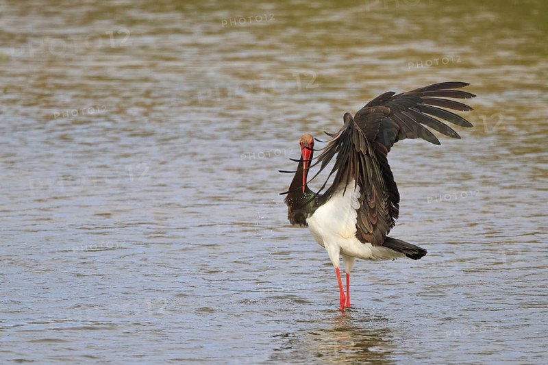 Black Stork (Ciconia nigra) foraging, Greece
