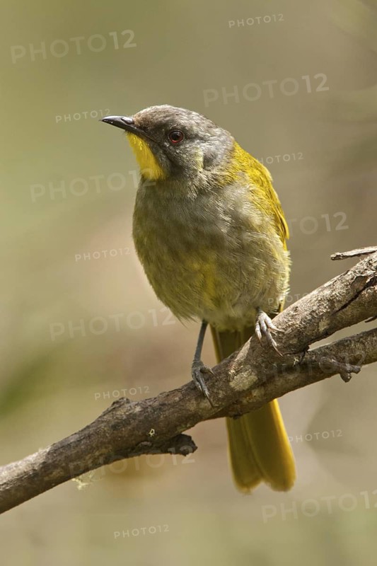 Yellow-throated Honeyeater (Nesoptilotis flavicollis), Tasmania, Australia