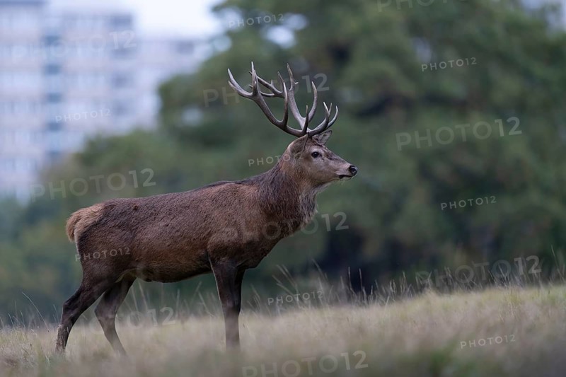 Red deer at the rutting 2025, London, Great Britain