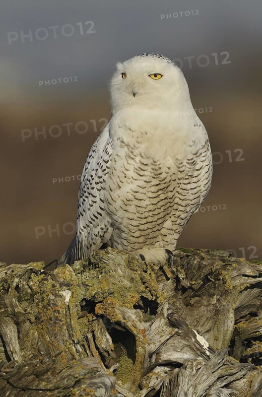 Snowy Owl (Bubo scandiacus), British Columbia, Canada