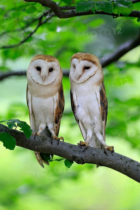 Barn owl (Tyto alba), adult, pair, vigilant, on tree, in summer, Šumava, Czech Republic