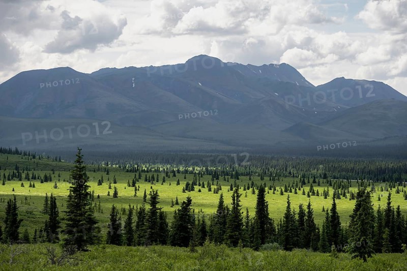 Taiga and tundra, mountain landscape of the Alaska Range with dramatic cloudy sky, Denali National Park, Alaska, USA