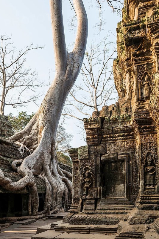 Ta Prohm, Angkor Wat, Angkor, UNESCO World Heritage Site, Siem Reap, Cambodia, Indochina, Southeast Asia