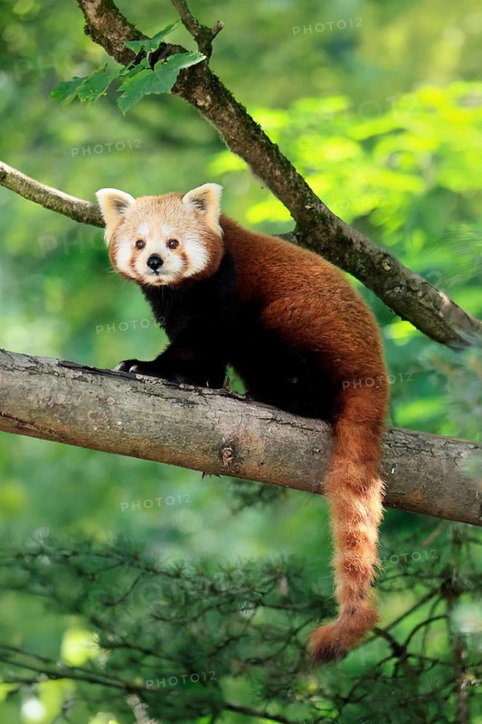 Western Red panda (Ailurus fulgens), adult, on tree, Himalayas, Central Asia