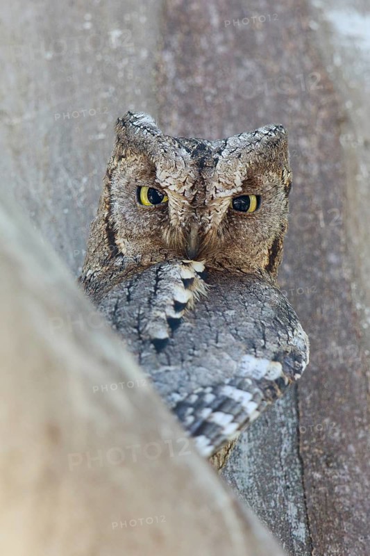 Eurasian Scops Owl (Otus scops), Lesvos, Greece