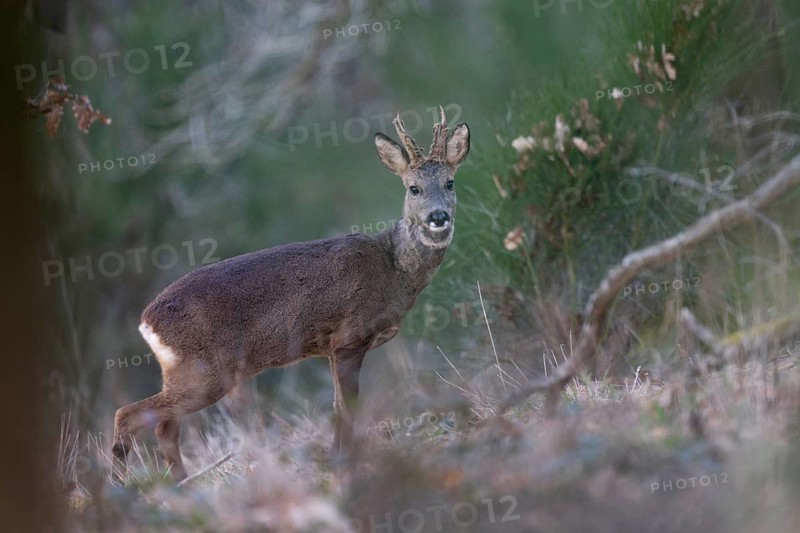 Roebuck in spring, Bitburg, Rhineland-Palatinate, Germany