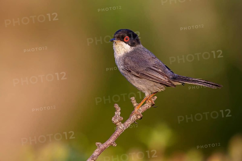 Velvet-headed warbler, (Sylvia melanocephala), warbler family, biotope, habitat, perch, foraging, Lesbos Island, Lesbos, Greece