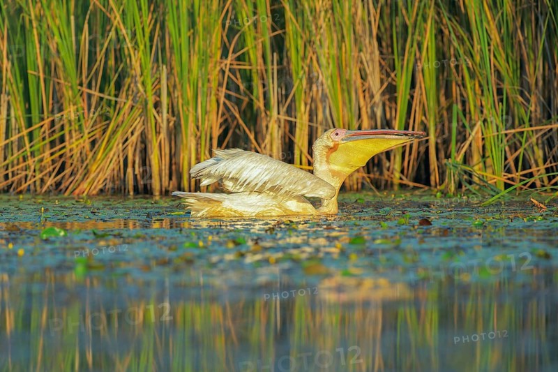 Great White Pelican (Pelecanus onocrotalus), Danube-Delta, Romania