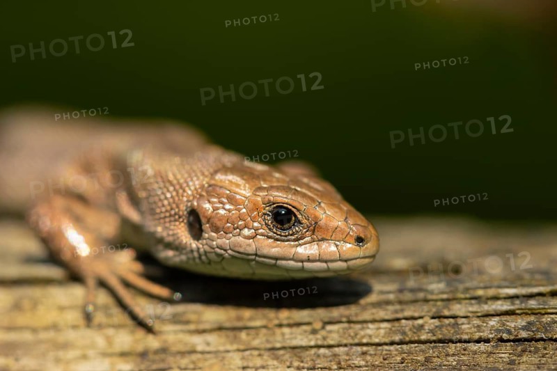Common lizard (Zootoca vivipara) adult reptile animal resting on a wooden sleeper, England, United Kingdom