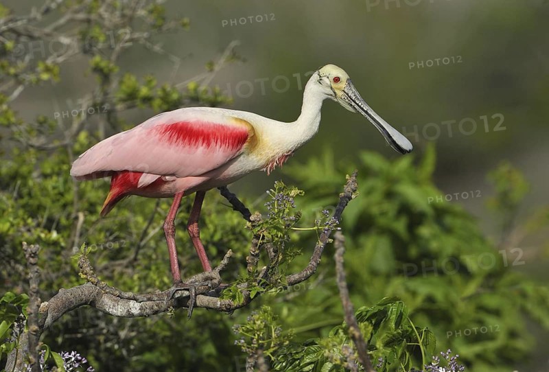 Roseate Spoonbill (Platalea ajaja), Texas, USA