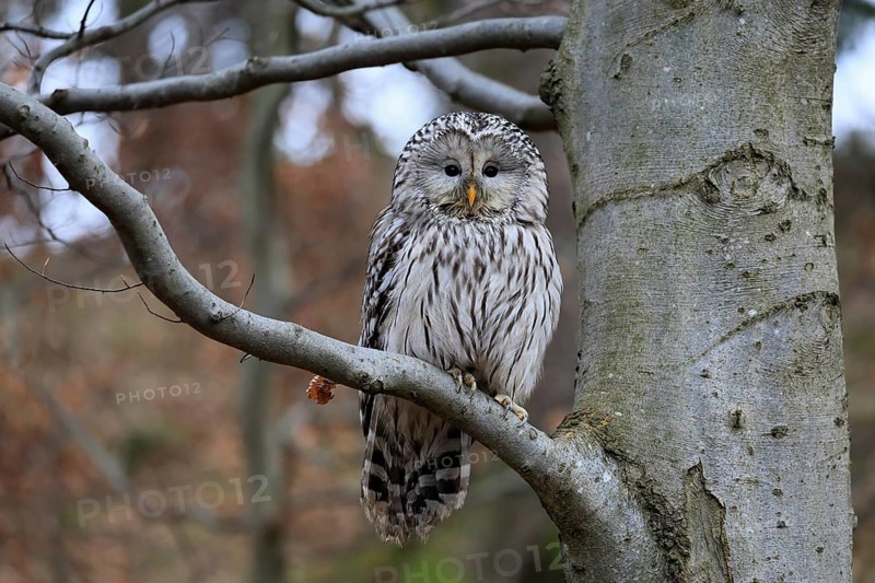 Hawk owl (Strix uralensis), adult, in winter, on tree, Bohemian Forest, Czech Republic, Europe, Germany