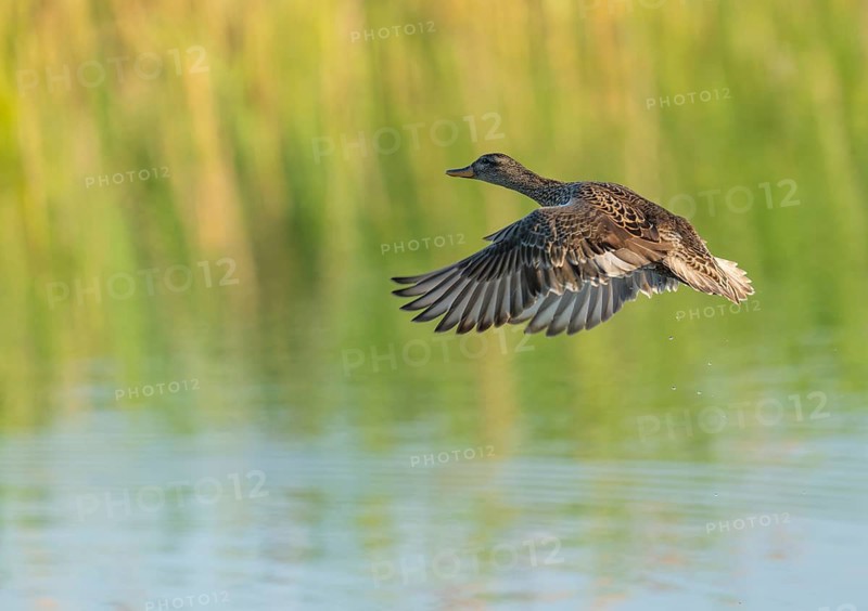 Gadwall (Mareca strepera), female in flight, Lower Saxony, Germany