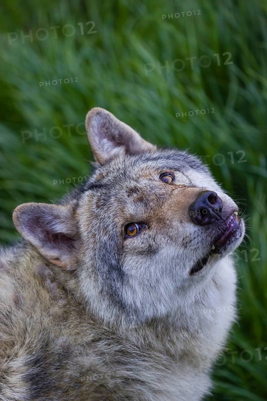 Portrait of one eurasian gray wolf (Canis lupus lupus)