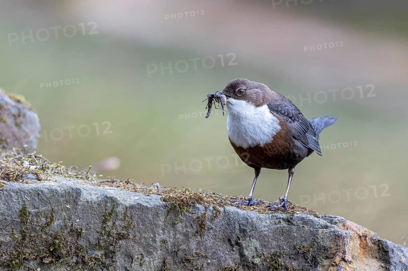 White-throated Dipper (Cinclus cinclus) with food in its beak, North Rhine-Westphalia, Germany
