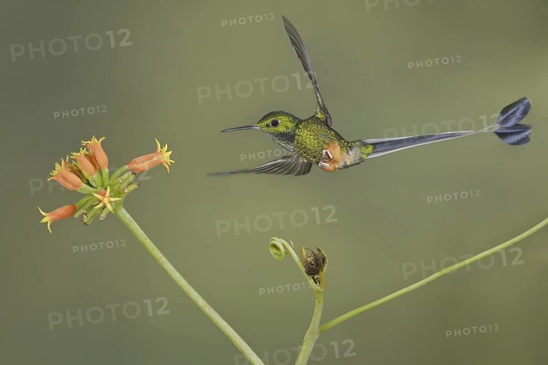 Booted Racket-tail (Ocreatus underwoodii), Ecuador