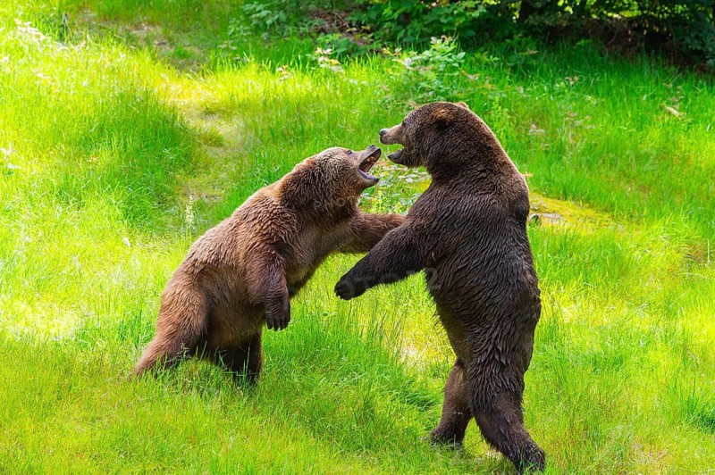 Eurasian brown bear (Ursus arctos arctos) playing with each other on a meadow, Bavarian Forest, Bavaria, Germany