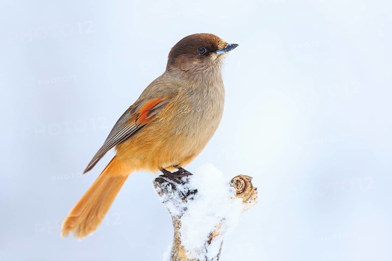 Siberian Jay (Perisoreus infaustus), Finland