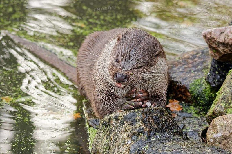 European otter (Lutra lutra) sitting on riverbank and holding a fish while feeding, close-up wildlife scene with wet fur, natural freshwater habitat, detailed portrait of predator behavior, calm water surface in background, high detail nature photography, Poland
