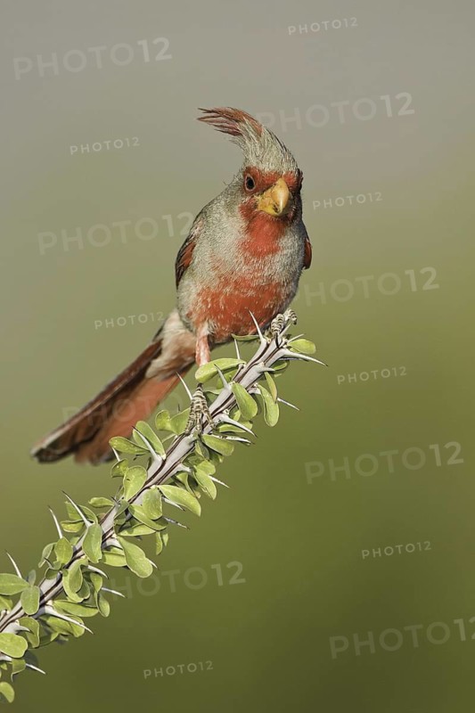 Pyrrhuloxia (Cardinalis sinuatus) male, Arizona, USA