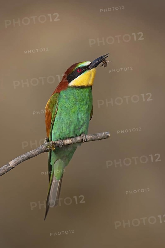 European Bee-eater (Merops apiaster), Lake Neusiedl, Austria