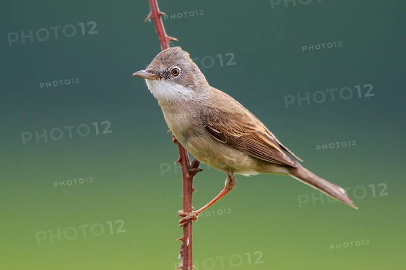 Common Whitethroat (Sylvia communis) male perched on a branch, North Rhine-Westphalia, Germany