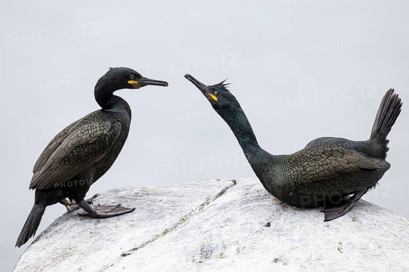 Cormorant (Gulosus aristotelis), breeding pair during mating, Hornøya Island, Vardø, Varanger, Finnmark, Norway