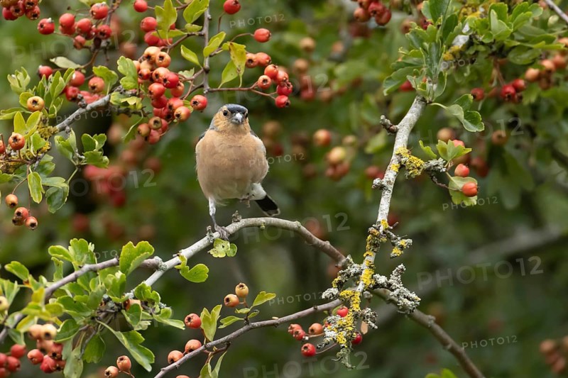 Eurasian chaffinch (Fringilla coelebs) adult male garden bird in a Hawthorn tree full of red berries in summer, Suffolk, England, United Kingdom