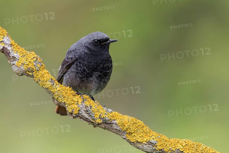 Black Redstart (Phoenicurus ochruros) male perched on a lichen covered branch, Poland