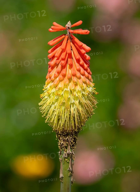 Torch lily, rocket flower (Kniphofia) in the garden, Lower Saxony, Germany