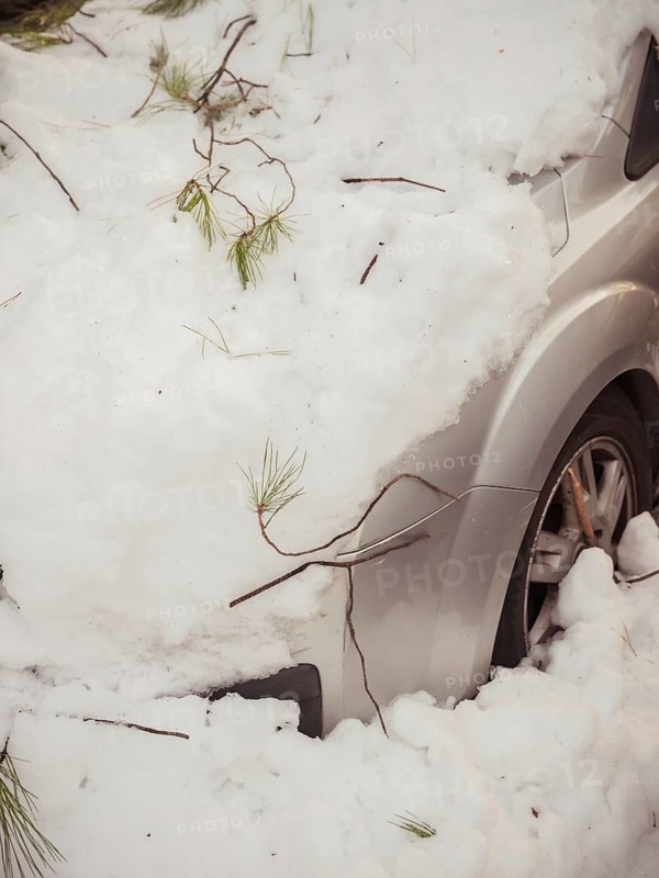 A vehicle is nearly buried under fresh snowfall, with pine needles scattered, highlighting the impacts of a winter storm in an urban setting