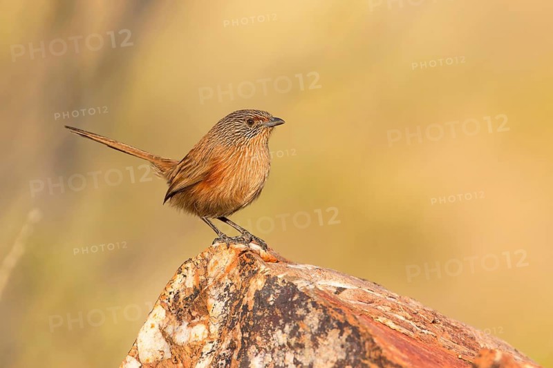 Dusky Grasswren (Amytornis purnelli) female, Northern Territory, Australia