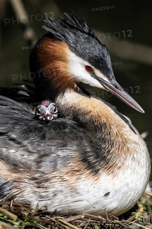 Great Crested Grebe (Podiceps Scalloped ribbonfish) with juvenile, Emsland, Lower Saxony, Germany