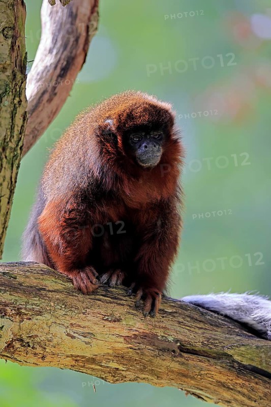Coppery titi (Plecturocebus cupreus, Syn.: Callicebus cupreus), adult, alert, tree trunk, South America