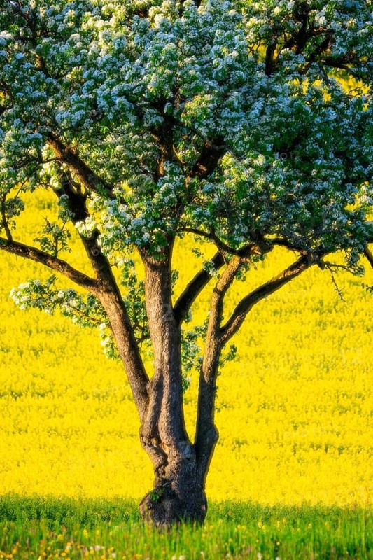 Pear tree (Pyrinae, Pyrus), in front of a rape field (Brassica napus), blossom, spring, Meßkirch, Upper Danube nature park Park, Baden-Württemberg, Germany