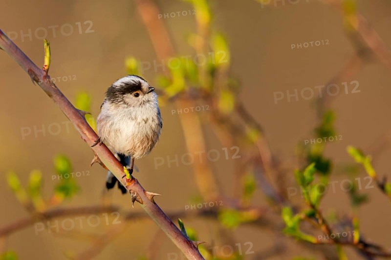 Long-tailed Tit, (Aegithalos caudatus), songbird, animals, birds, family of tits, Nahe valley, Rhineland-Palatinate, Federal Republic of Germany
