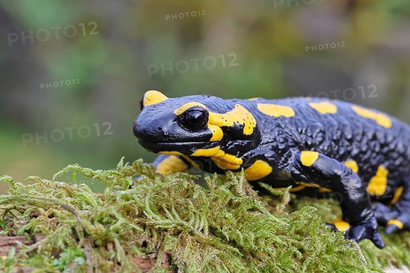 Fire salamander (Salamandra salamandra), running over moss, animal portrait, wildlife, North Rhine-Westphalia, Germany