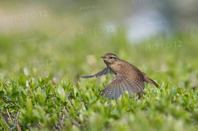 A wren (Troglodytes troglodytes) in flight over green bushes in a natural environment, Hesse, Germany