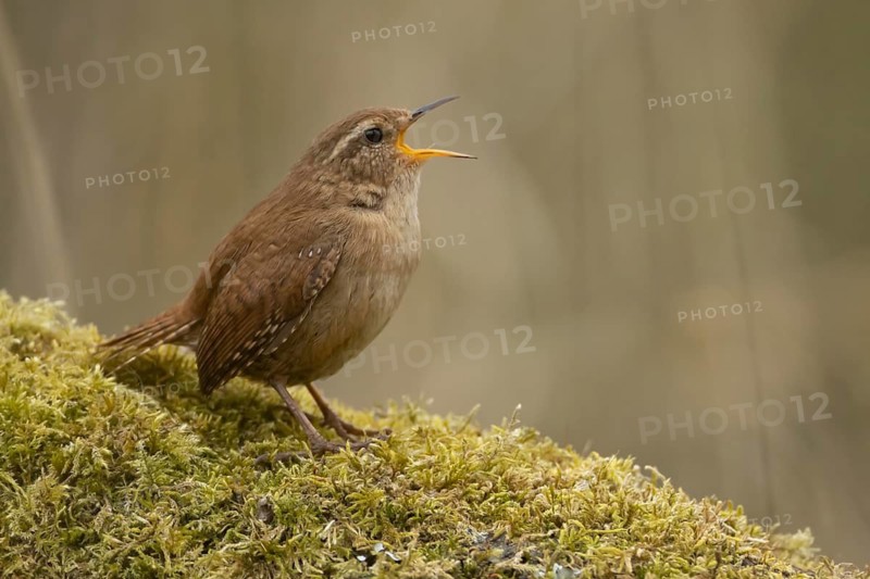 Eurasian wren (Troglodytes troglodytes) adult garden bird singing in the spring, RSPB Titchwell nature reerve, Norfolk, England, United Kingdom