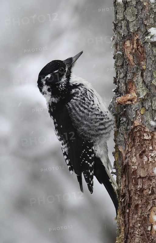 American Three-toed Woodpecker (Picoides dorsalis) female, Saskatchewan, Canada