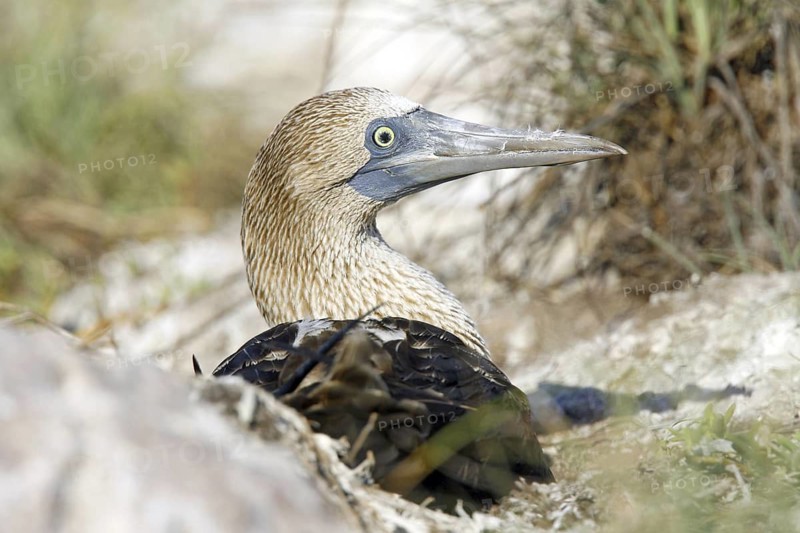 Blue-footed Booby Sula nebouxii Las Marietas Islands, Bahia Banderas, Jalisco, Mexico 1 April Adult on nest. Sulidae