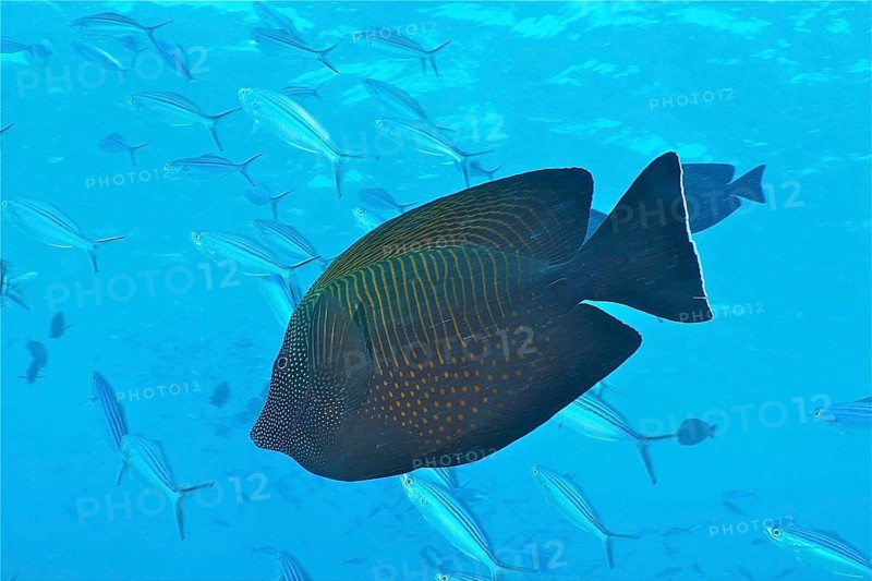 Indian sailfin doctor (Zebrasoma desjardinii)