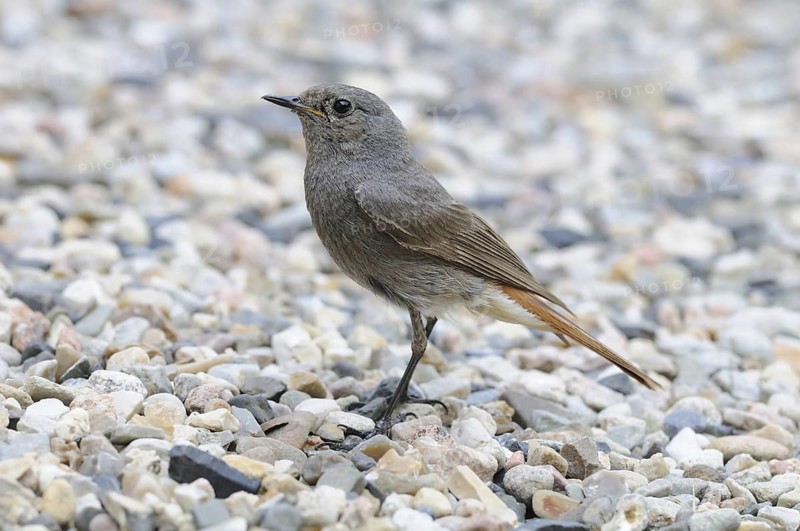 Black Redstart (Phoenicurus ochruros) female, Lower Saxony, Germany