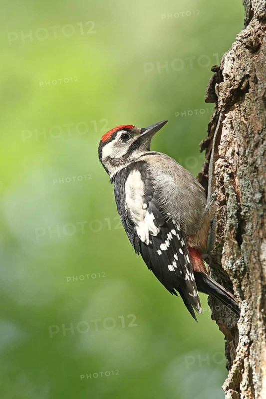 Great Spotted Woodpecker (Dendrocopos major) juvenile, Lower Saxony, Germany