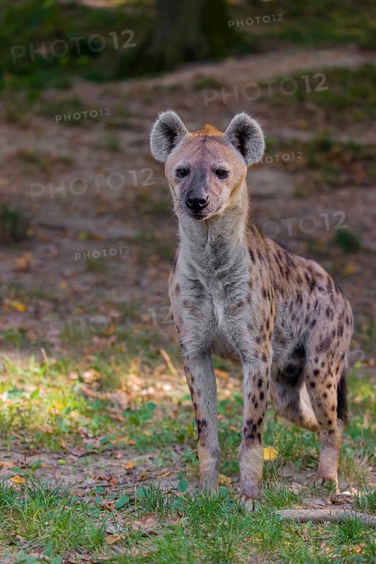 One adult male spotted hyena (Crocuta crocuta), or laughing hyena stands on a meadow